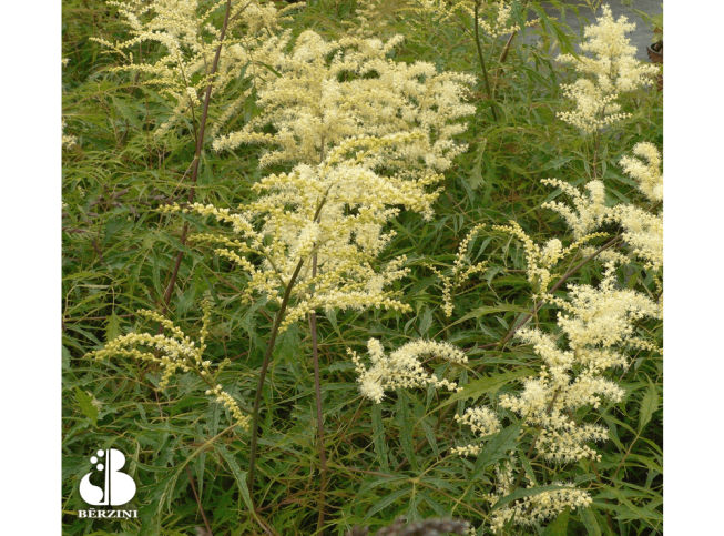 Aruncus dioicus   'Kneiffii'